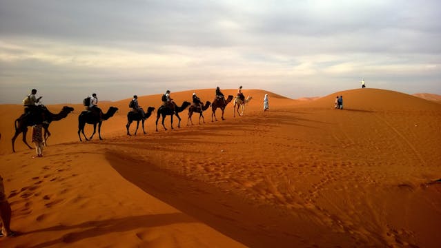 Camel Safari
